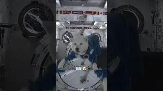 How Different Animals React to Zero Gravity 😱 #frog #dog #cat #mice #pigeons #animals