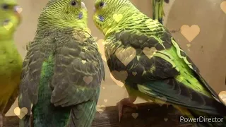 what is black wing budgie,how to produce black wing budgie,black face budgie,Urdu,hindhi