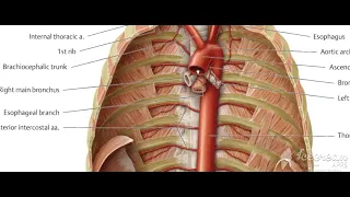 Posterior intercostal arteries 1