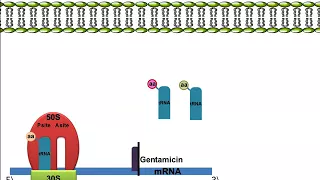 Gentamicin: Mechanism of Action