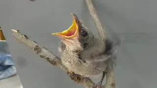 WCT Baby Loggerhead Shrike Hand-feeding