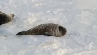Тюлени Уэдделла