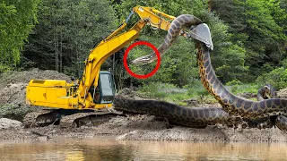 10 Biggest Snakes Ever Found!