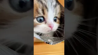 CUTE KITTEN INSIDE BAG OF CHIPS