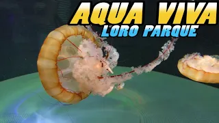 Loro Parque: AQUA VIVA - Tenerife (4k)