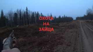 ОХОТА НА ЗАЙЦА! ДОБЫЛИ ПЕРВОГО ЗАЙЦА В СЕЗОНЕ!