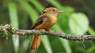 Birding Brazil 2023 13/14 Atlantic Forest: Trilha dos Tucanos (1)