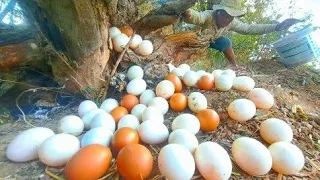 OMG unique- Farmers search for firewood, find duck eggs near tree stumps, pick a lot