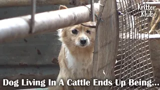 Unexpected Ending For The Injured Stray Dog That's Been Living In A Cattle (Part 2) l Kritter Klub