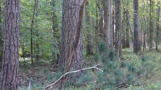 Alabama Bigfoot Bowhunting and suddenly a Bigfoot