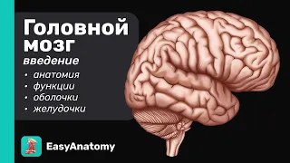 Головной мозг: Строение и Функции. Краткий обзор | Easy Anatomy