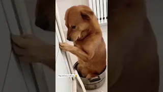 dog funny reels video 🤭Tamil funny video status 😊 trending reel video 😊 comedy status 😝