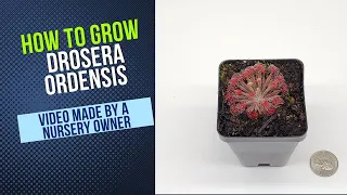 How to Grow and Propagate Drosera Ordensis (Carnivorous Plant Grow Guide)