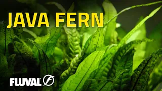 Species Spotlight | Java Fern