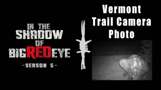 In the Shadow of Big Red Eye - Vermont Trail Cam Pic