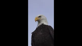 Owls and Eagles. Who’s The Real King Of The Sky ?