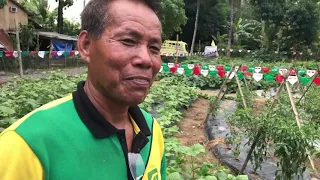 Growing Mungbean / Munggo by Manong Oca Amante of Panabo, Davao Del Norte