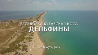 Веселовка, Бугазская коса, Дельфины.