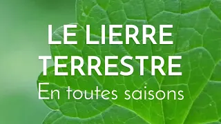 Le lierre terrestre en toutes saisons