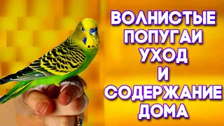 Уход за волнистым попугаем. УХОД и СОДЕРЖАНИЕ ВОЛНИСТЫХ ПОПУГАЕВ дома. КРАТКИЙ ОБЗОР