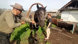 Заготовка сена принципиально только лошадьми.