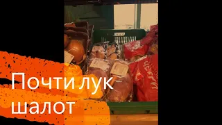 Почти лук шалот