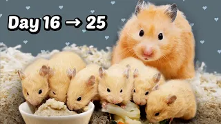 Day 16 to 25: Baby Hamsters Growing Up | Healing and Stress Relief