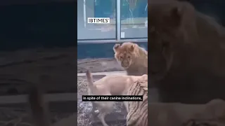 Dog Who Raised Orphaned Tiger Cubs