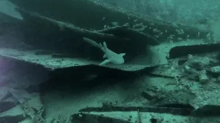 Grenada Shark Wreck Dive