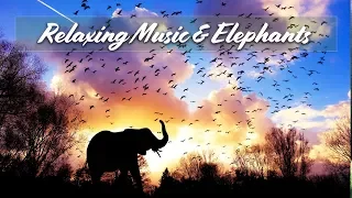 Relaxing Music (Beautiful Elephants - 2 hours Calm | Sleep | Relax | Classroom)