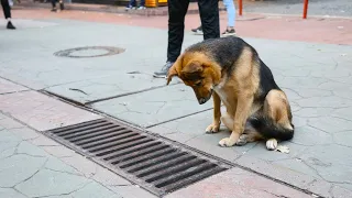 Собака каждый день приходит к канализационному люку и по несколько часов смотрит внутрь