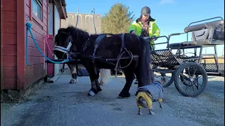 Driving my shetland ponys! two in hand! tack up with me!