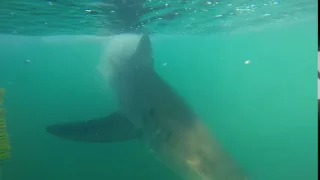 Great white shark with white shark projects