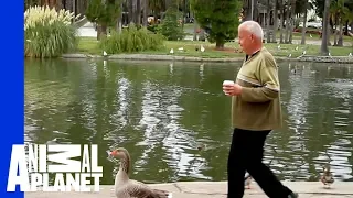 Man and Goose: A Love Story