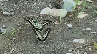 The Puddling of Asian Swallowtail at Tama River Tokyo, Japan - Papilio xuthus