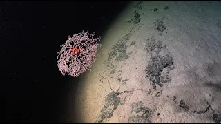 Guaranteed Discovery | Seamounts of the Southeast Pacific - Week 1