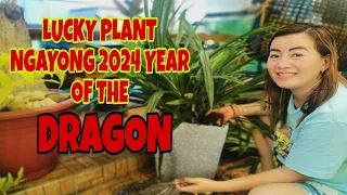 LUCKY PLANTS NGAYONG 2024 YEAR OF THE DRAGON-APPLE PAGUIO7