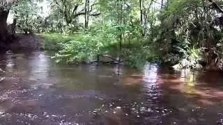 Florida Bigfoot Investigators (FBI): Finally Reaching the Creek