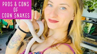 Corn Snake Pros & Cons