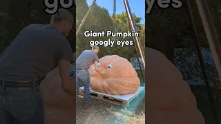 Giant Pumpkin googly eyes 🎃👀 which one's your favorite? #gardening #pumpkin #Halloween #jackolantern