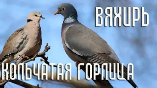 The Eurasian collared dove and the common wood pigeon. Similarities and differences