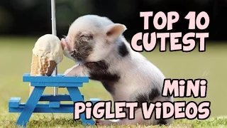 TOP 10 CUTEST MINIPIG COMPILATION