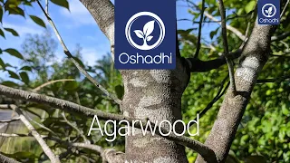 Agarwood (Aquilaria malaccensis) | Essential-Oil-Plant Portrait by Dr. Malte Hozzel