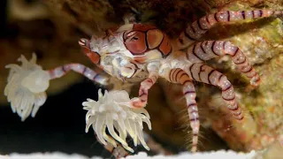 This Crab has POM POMS! 🤯 🦀 Pom Pom Crab facts!