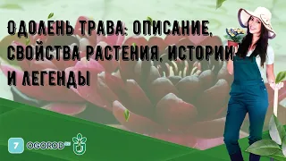 Одолень трава: описание, свойства растения, истории и легенды