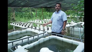 Acuaponia: cosechando peces en tu patio