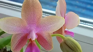 Орхидея Phal Sweet Memory,,Liodoro,,