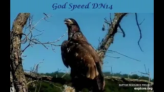 DNN~ The Youngest Eaglet's First Flight!