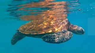 The BEST Snorkeling with Turtles in Hawaii