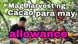 Nag harvest ng cacao para may pang allowance papuntang japan